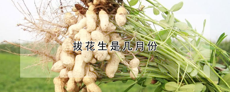 拔花生是几月份