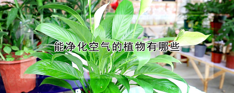 能净化空气的植物有哪些