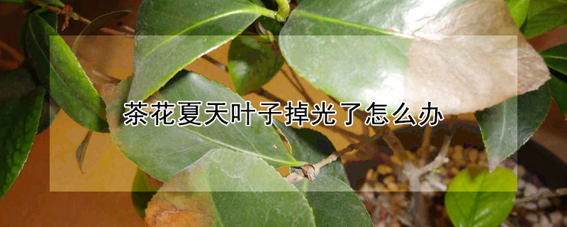 茶花夏天叶子掉光了怎么办