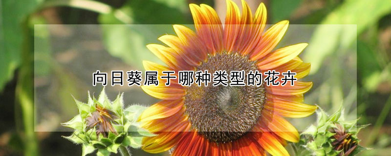 向日葵属于哪种类型的花卉