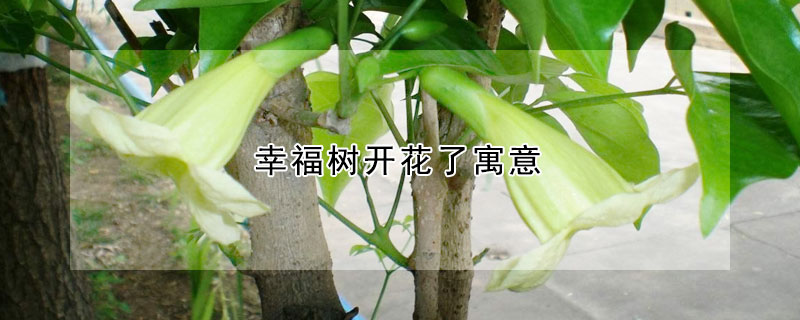 幸福树开花了寓意