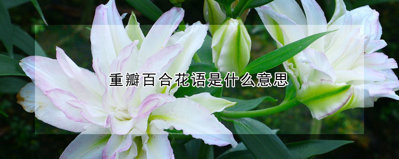 重瓣百合花语是什么意思