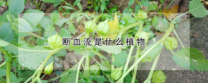 断血流是什么植物