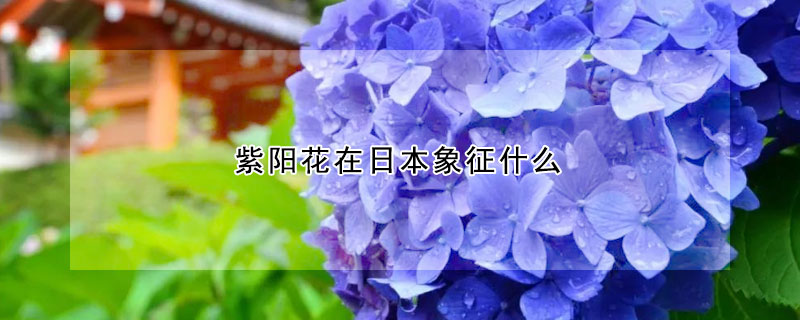 紫阳花在日本象征什么