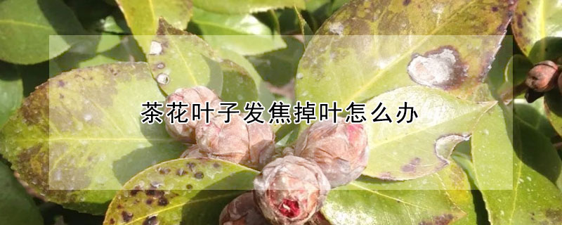 茶花叶子发焦掉叶怎么办