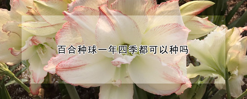 百合种球一年四季都可以种吗