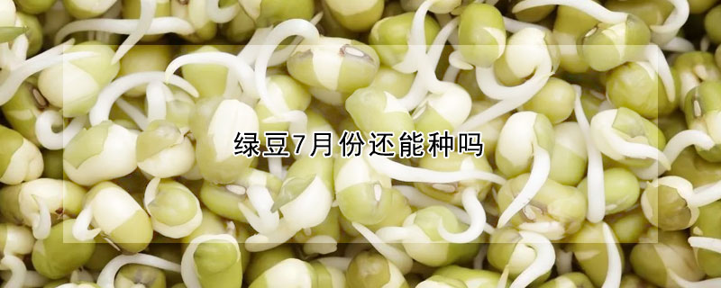 绿豆7月份还能种吗