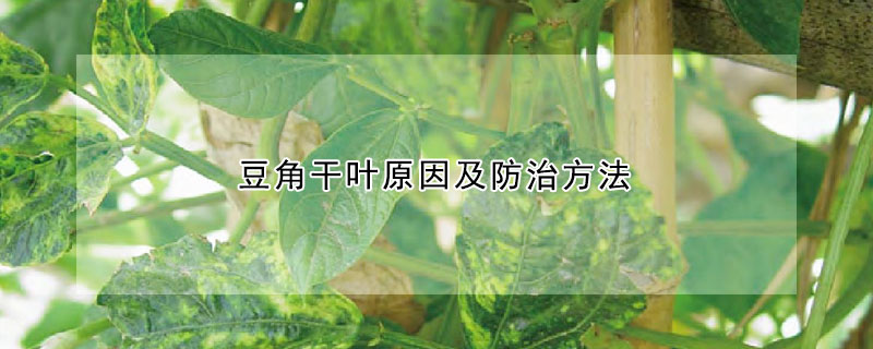 豆角干叶原因及防治方法