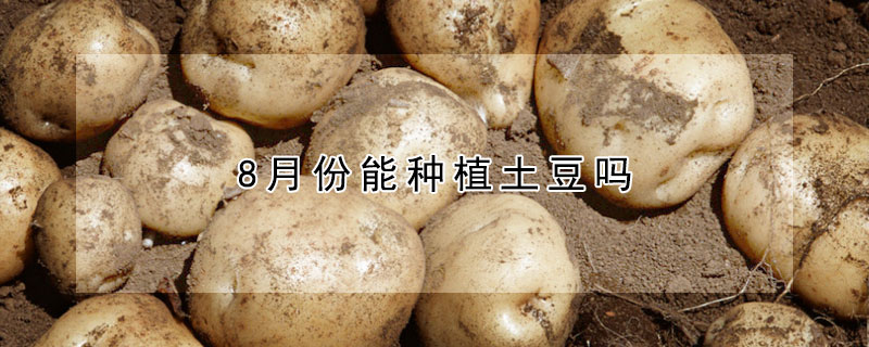 8月份能种植土豆吗