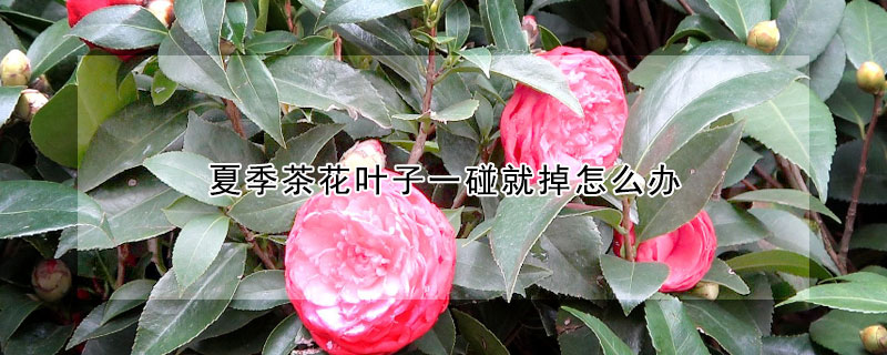 夏季茶花叶子一碰就掉怎么办