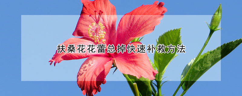 扶桑花花蕾总掉快速补救方法