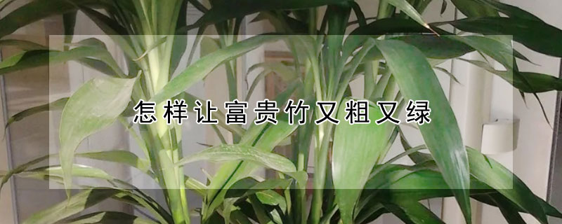 怎样让富贵竹又粗又绿