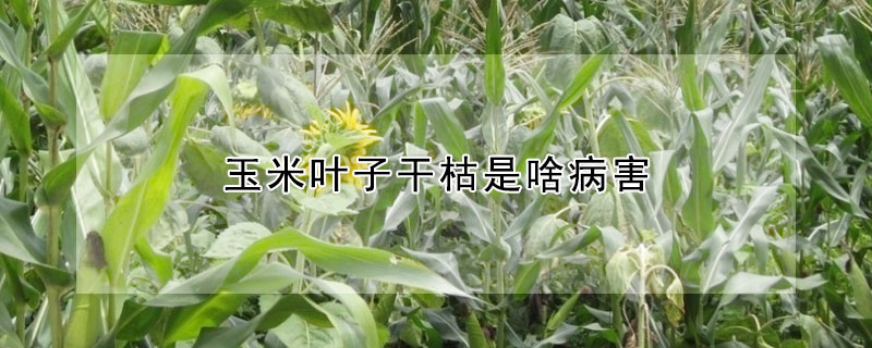 玉米叶子干枯是啥病害