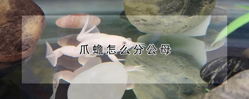 爪蟾怎么分公母