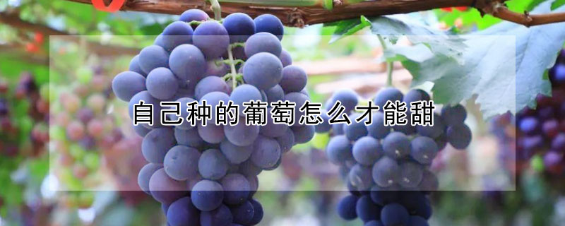 自己种的葡萄怎么才能甜