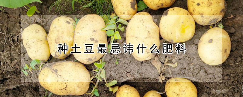 种土豆最忌讳什么肥料