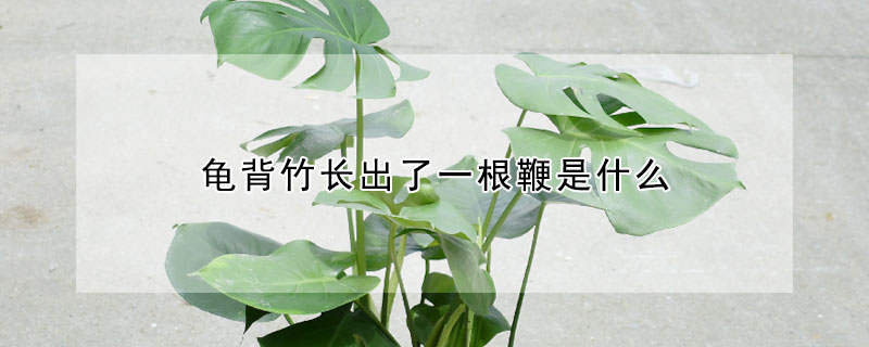 龟背竹长出了一根鞭是什么