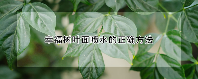 幸福树叶面喷水的正确方法