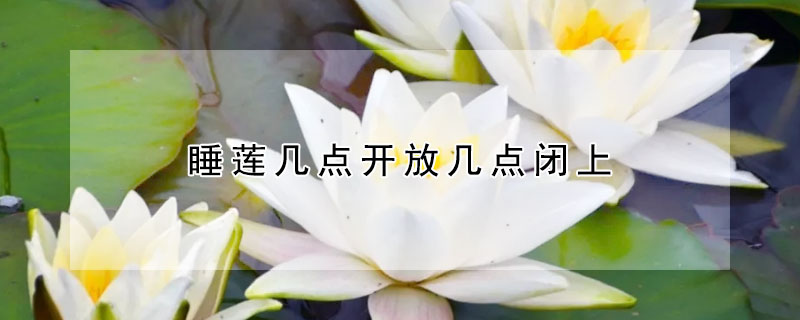 睡莲几点开放几点闭上