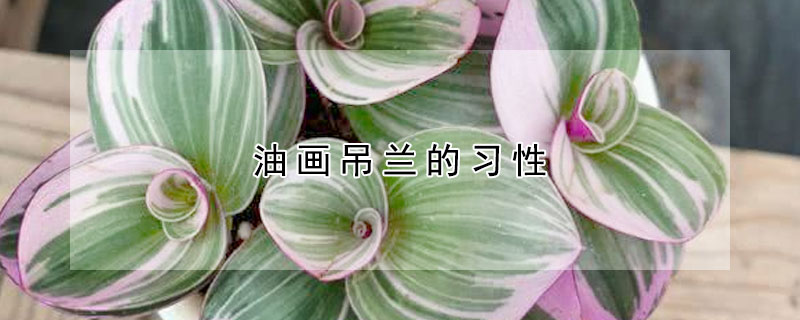 油画吊兰的习性