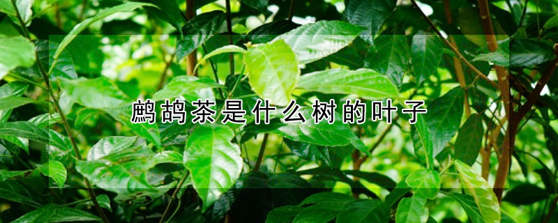 鹧鸪茶是什么树的叶子