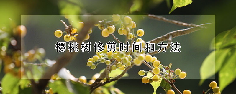 樱桃树修剪时间和方法