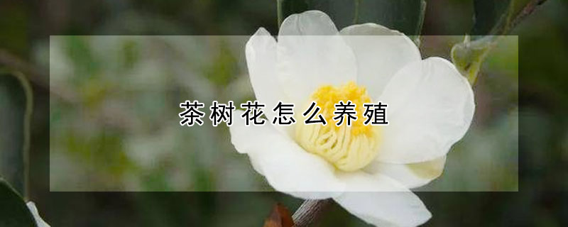 茶树花怎么养殖