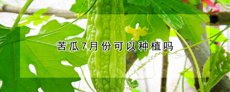 苦瓜7月份可以种植吗