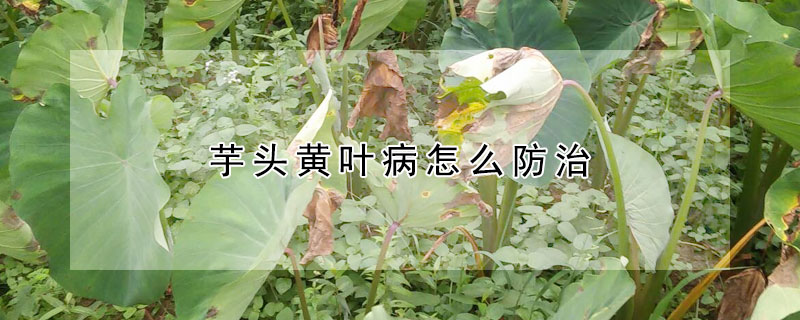 芋头黄叶病怎么防治