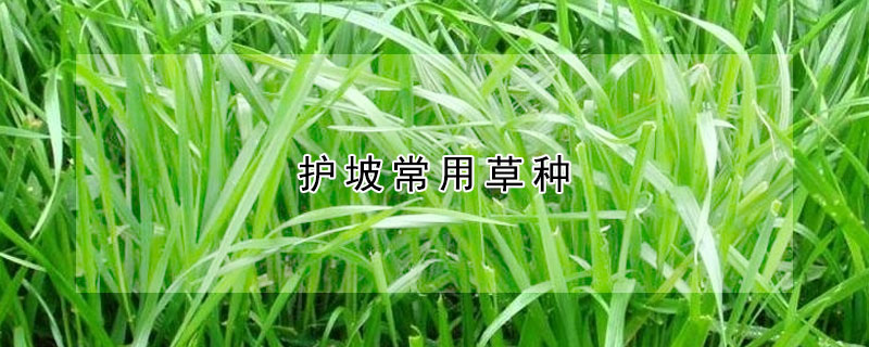 护坡常用草种