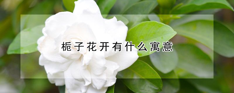 栀子花开有什么寓意