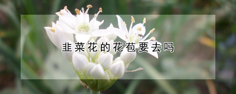 韭菜花的花苞要去吗