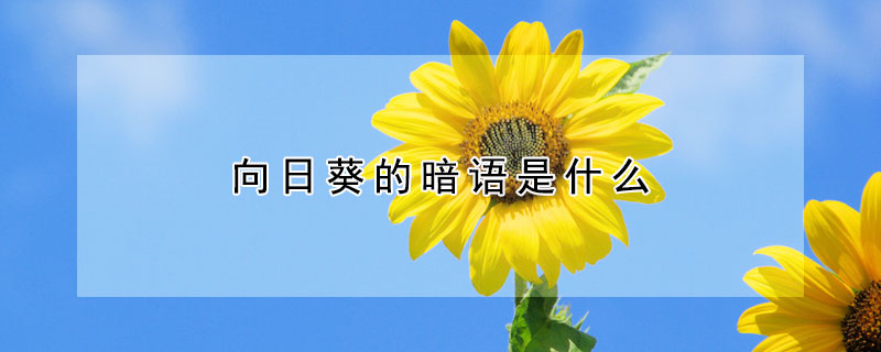 向日葵的暗语是什么