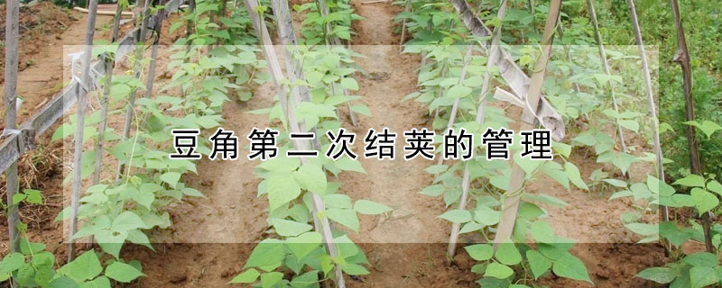 豆角第二次结荚的管理