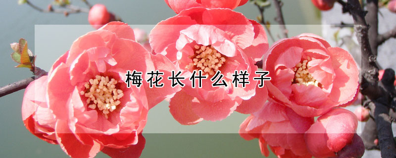 梅花长什么样子