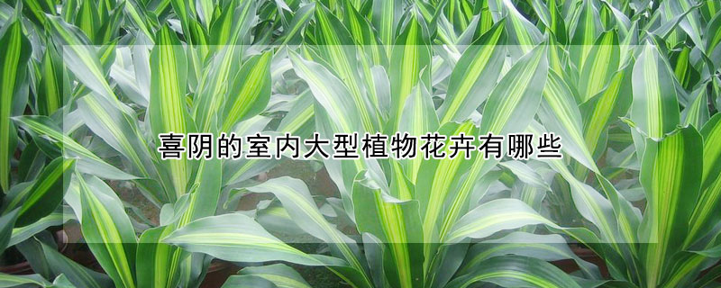 喜阴的室内大型植物花卉有哪些