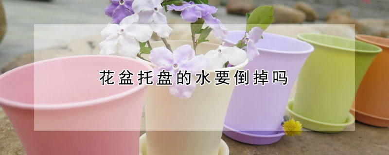 花盆托盘的水要倒掉吗