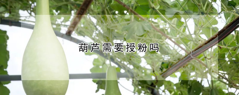 葫芦需要授粉吗