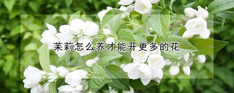 苿莉怎么养才能开更多的花