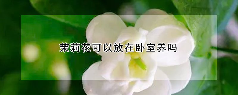 茉莉花可以放在卧室养吗