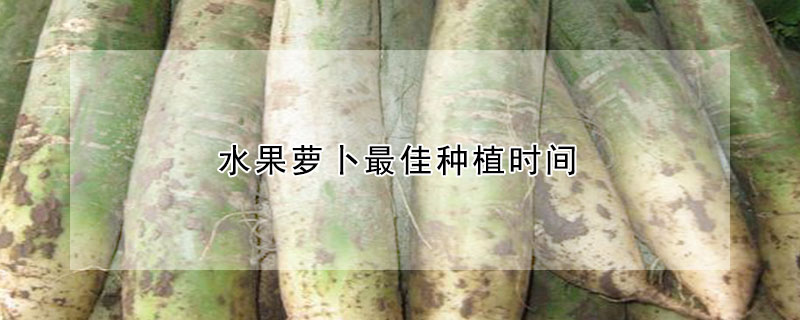 水果萝卜最佳种植时间