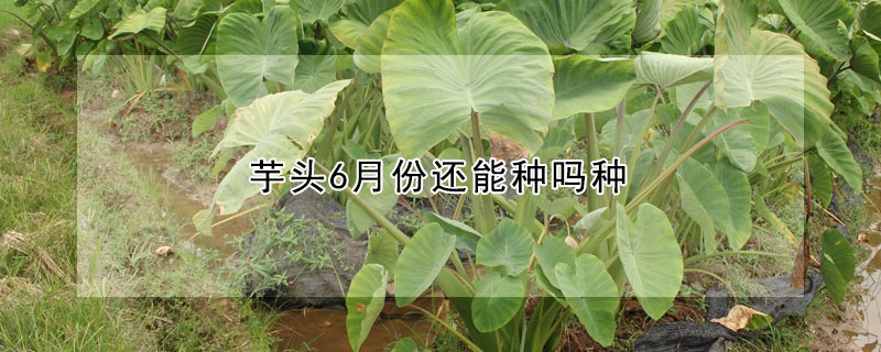 芋头6月份还能种吗种