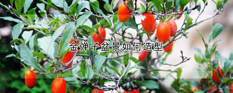 金弹子盆景如何造型