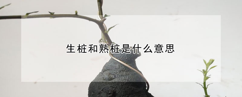 生桩和熟桩是什么意思