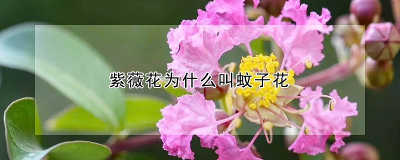 紫薇花为什么叫蚊子花