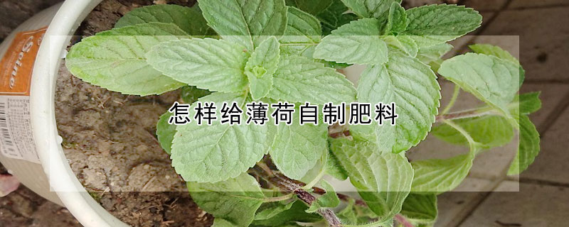 怎样给薄荷自制肥料