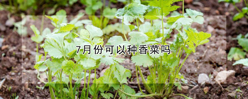 7月份可以种香菜吗