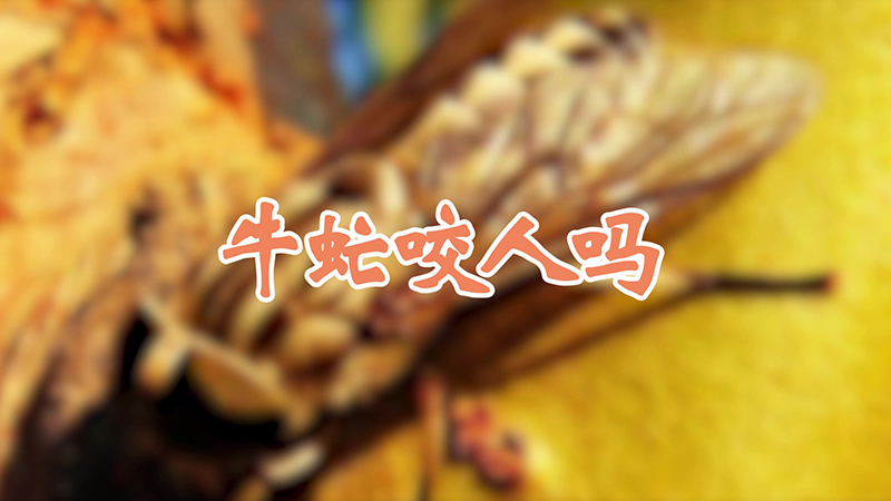牛虻咬人吗
