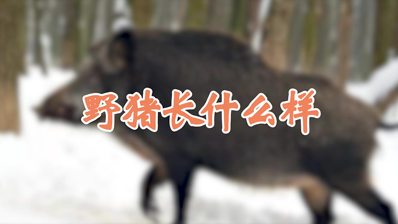 野猪长什么样