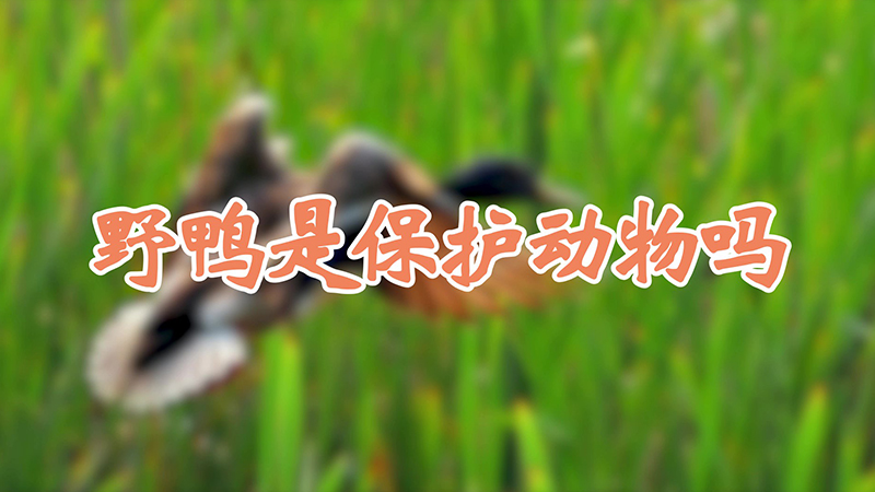 野鸭是保护动物吗